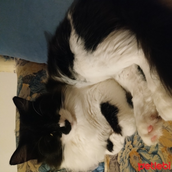 Tuxedo (Smokin) Kedi, Kedi  fındık fotoğrafı