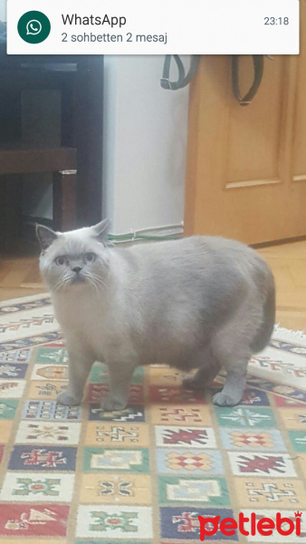 British Shorthair, Kedi  Paşa fotoğrafı