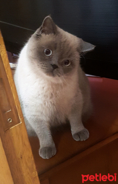 British Shorthair, Kedi  Paşa fotoğrafı