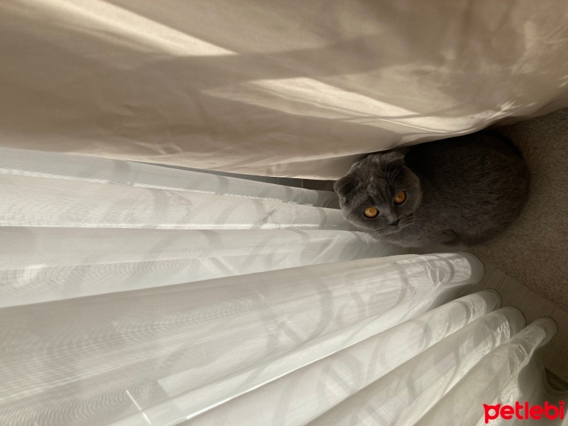 British Shorthair, Kedi  Sakız fotoğrafı