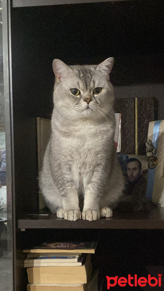 British Shorthair, Kedi  Yoda fotoğrafı