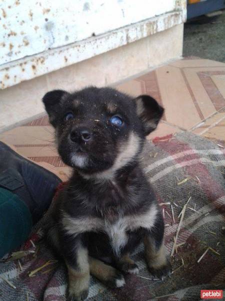 Sibirya Kurdu (Husky), Köpek  paşa fotoğrafı