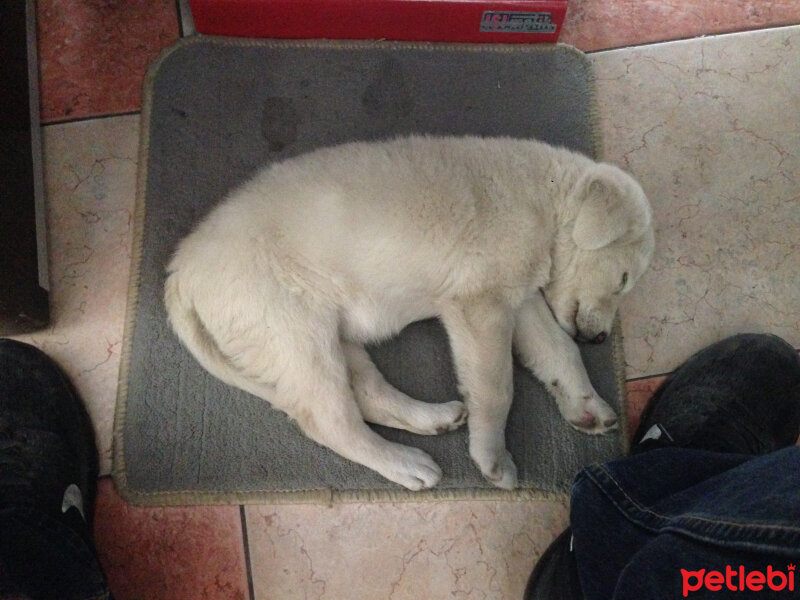 Golden Retriever, Köpek  Tarçın fotoğrafı