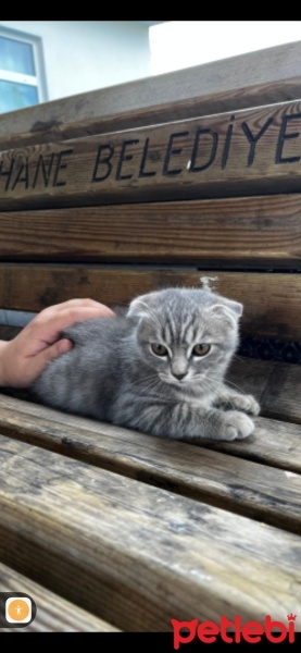 Scottish Fold, Kedi  Duman fotoğrafı