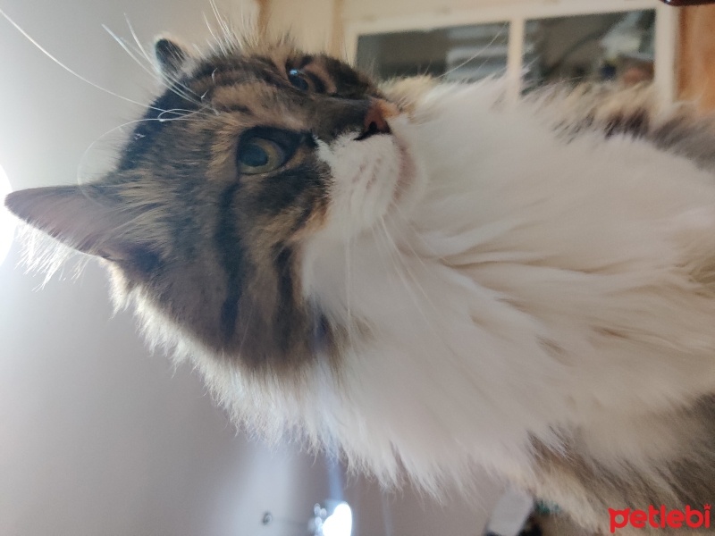 Tekir Kedi, Kedi  Aşil fotoğrafı