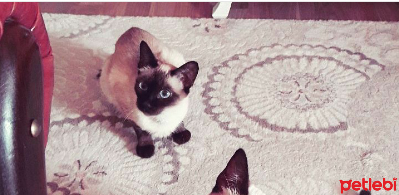 Siyam Kedisi, Kedi  Pixy fotoğrafı