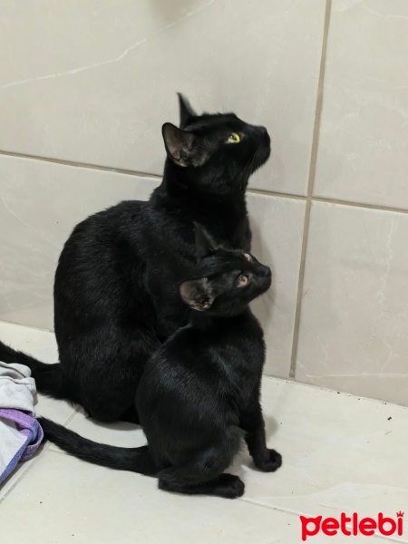 Bombay, Kedi  Luci fotoğrafı