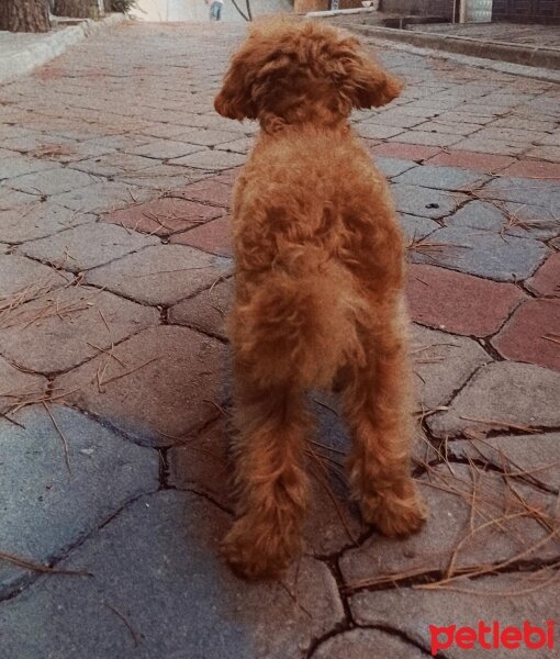 Poodle (Minyatür Kaniş), Köpek  Kaju fotoğrafı