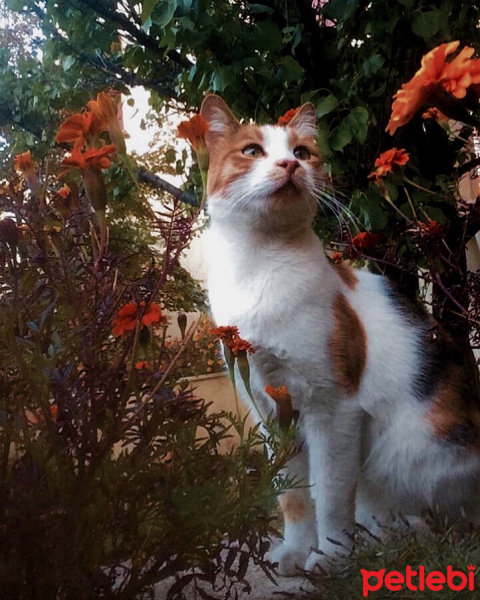 Tekir Kedi, Kedi  Junior fotoğrafı