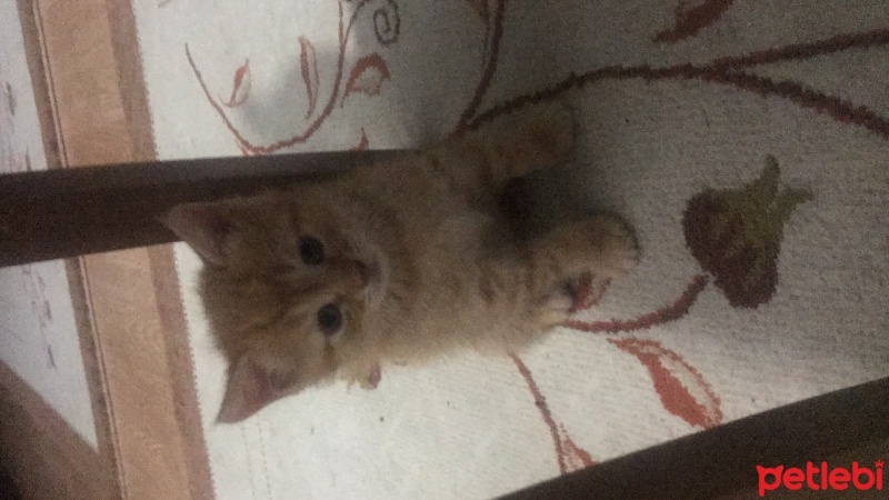 Tekir Kedi, Kedi  Leblebi fotoğrafı
