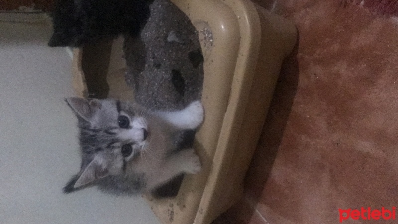 Tekir Kedi, Kedi  Leblebi fotoğrafı