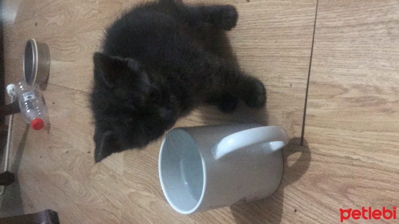Tekir Kedi, Kedi  Leblebi fotoğrafı