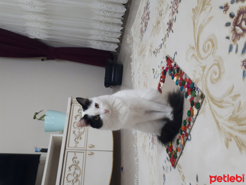 Sibirya Kedisi, Kedi  Pamuk fotoğrafı