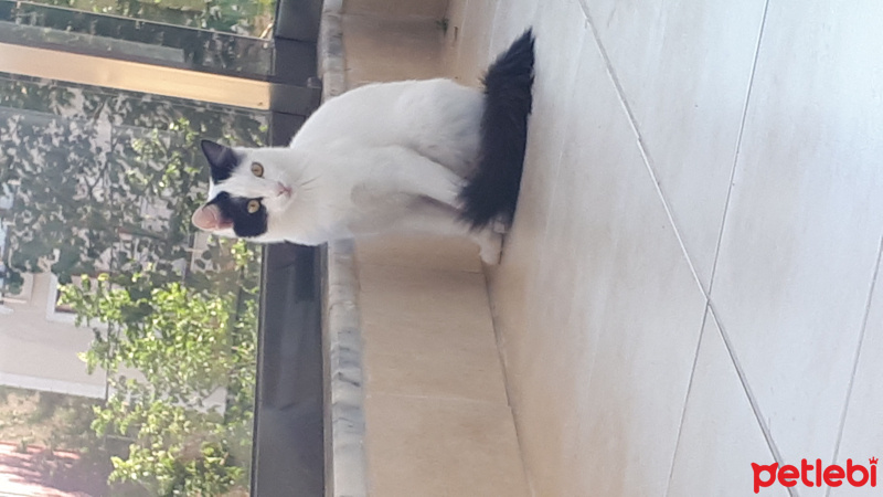 Sibirya Kedisi, Kedi  Pamuk fotoğrafı