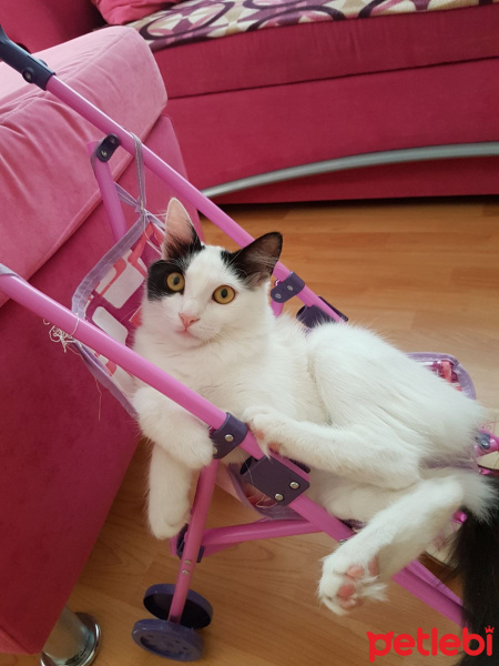 Sibirya Kedisi, Kedi  Pamuk fotoğrafı