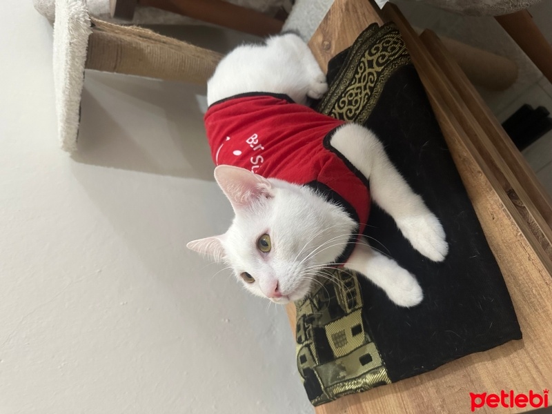 Tekir Kedi, Kedi  Oğluş fotoğrafı