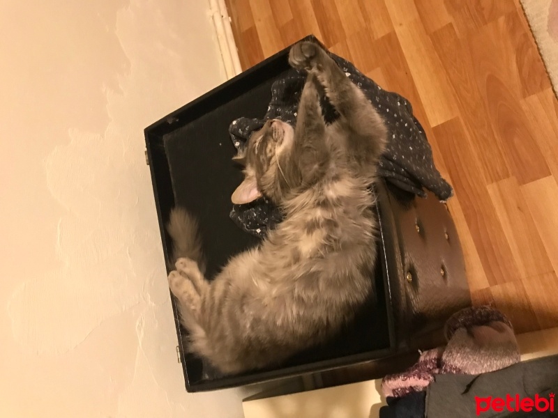Tekir Kedi, Kedi  Kıtmir fotoğrafı