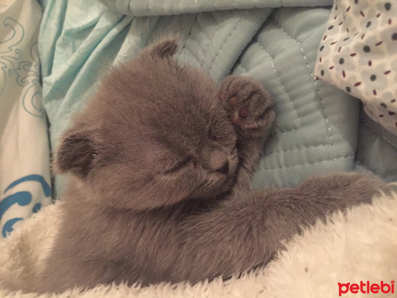 Scottish Fold, Kedi  Lila fotoğrafı