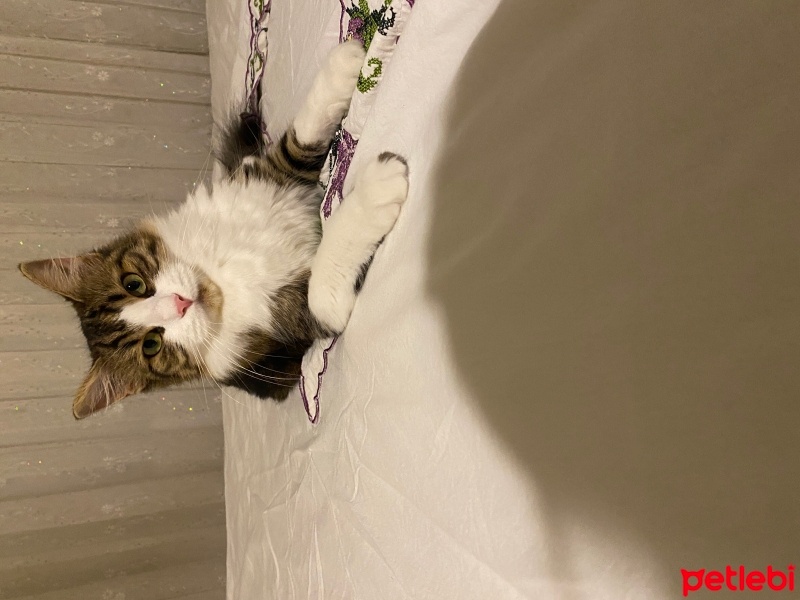 Tekir Kedi, Kedi  Boncuk fotoğrafı