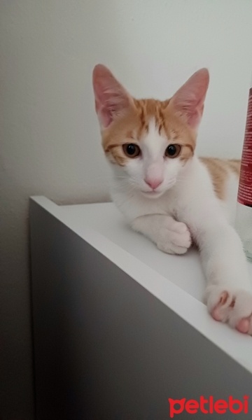Tekir Kedi, Kedi  Limi fotoğrafı