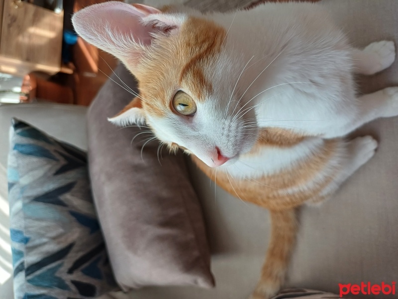 Tekir Kedi, Kedi  Limi fotoğrafı