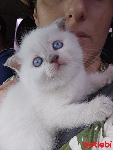 Scottish Fold, Kedi  İsimsiz fotoğrafı