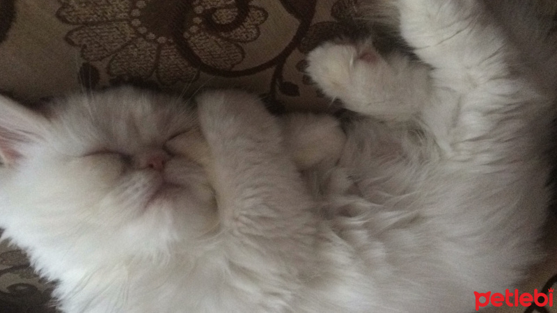 Exotic Shorthair, Kedi  Şıllık fotoğrafı