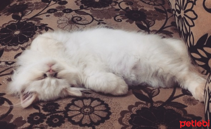 Exotic Shorthair, Kedi  Şıllık fotoğrafı
