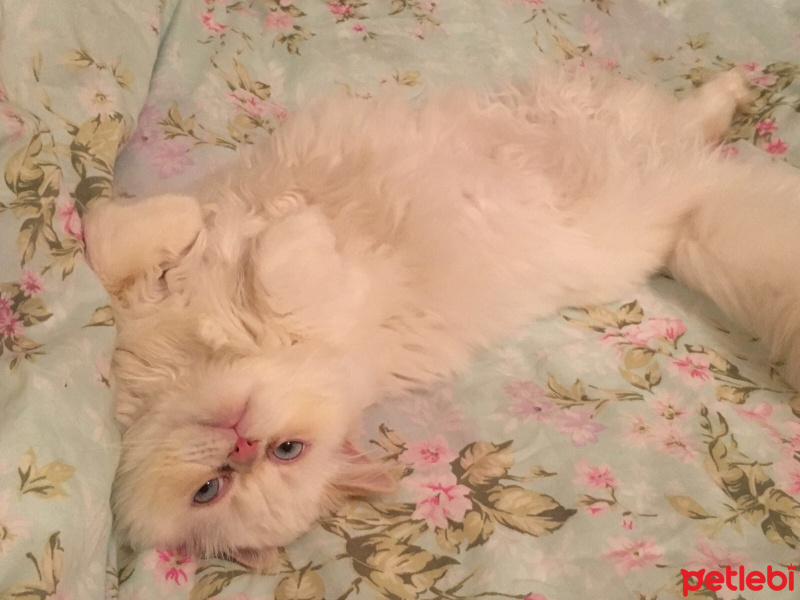 Exotic Shorthair, Kedi  Şıllık fotoğrafı