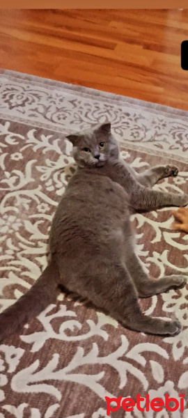 Scottish Fold, Kedi  Mars fotoğrafı