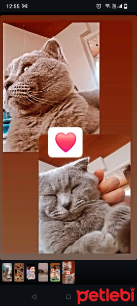 Scottish Fold, Kedi  Mars fotoğrafı