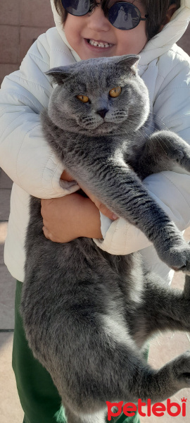 Scottish Fold, Kedi  Mars fotoğrafı