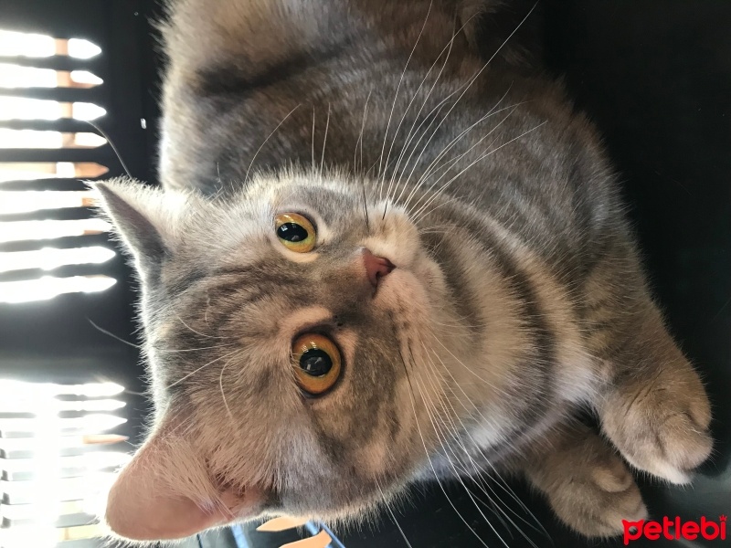 British Shorthair, Kedi  Asel fotoğrafı