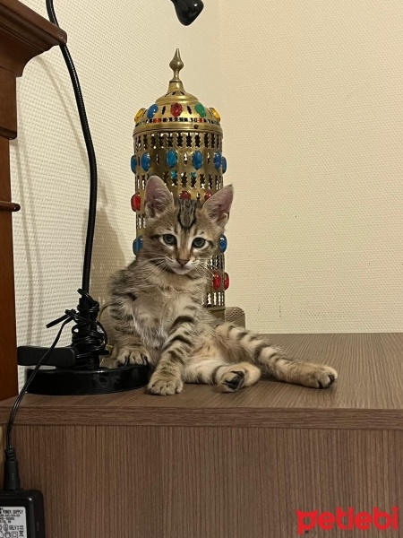 Tekir Kedi, Kedi  Şans fotoğrafı