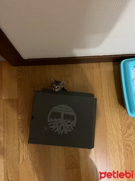 Tekir Kedi, Kedi  Şans fotoğrafı