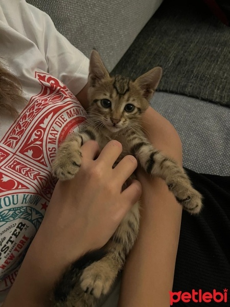 Tekir Kedi, Kedi  Şans fotoğrafı