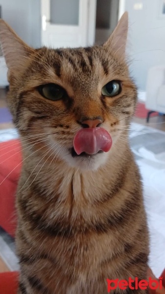 Tekir Kedi, Kedi  MERKÜR fotoğrafı