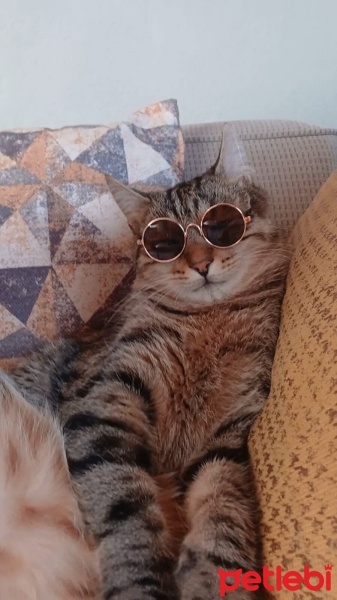 Tekir Kedi, Kedi  MERKÜR fotoğrafı