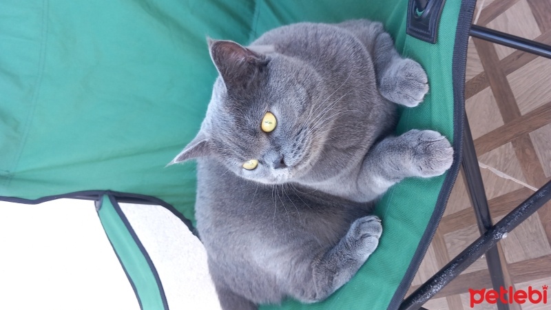 British Shorthair, Kedi  Neco fotoğrafı