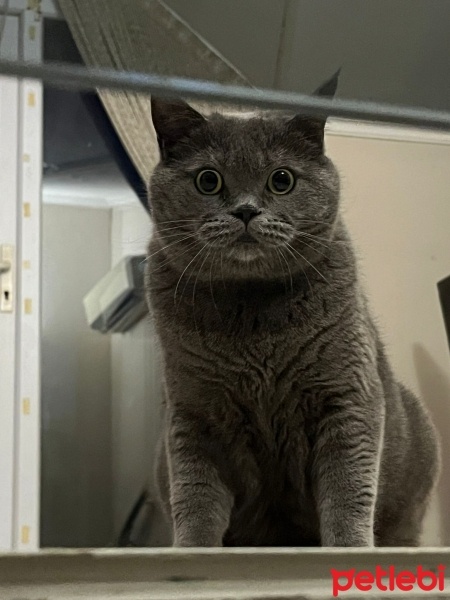 British Shorthair, Kedi  Neco fotoğrafı