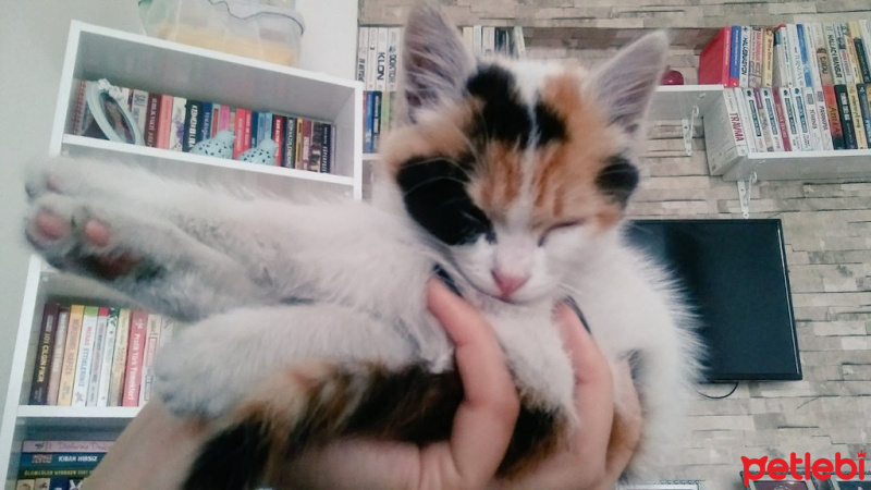 Tekir Kedi, Kedi  Benek fotoğrafı