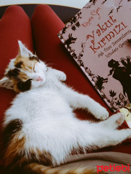 Tekir Kedi, Kedi  Benek fotoğrafı