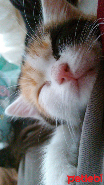 Tekir Kedi, Kedi  Benek fotoğrafı