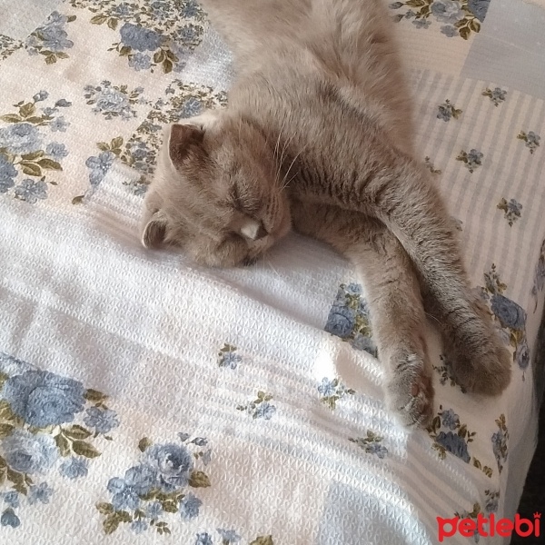 Scottish Fold, Kedi  Fıstık fotoğrafı