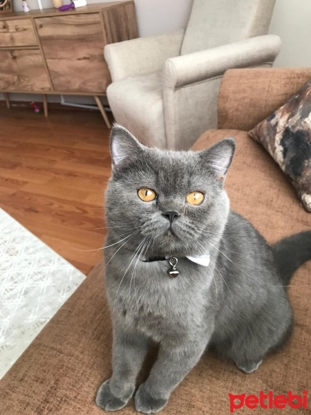 Scottish Fold, Kedi  Tora fotoğrafı