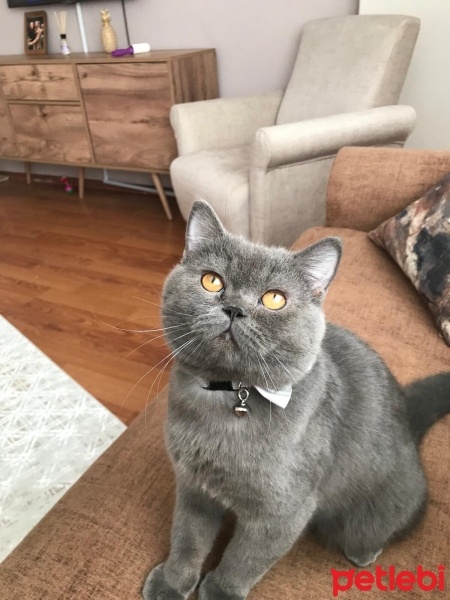 Scottish Fold, Kedi  Tora fotoğrafı