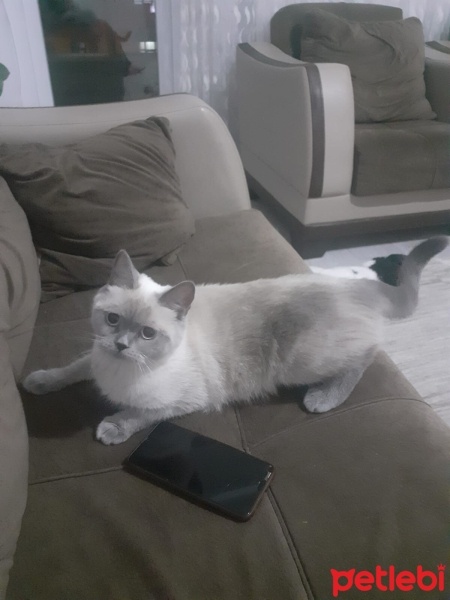 British Shorthair, Kedi  Mia fotoğrafı
