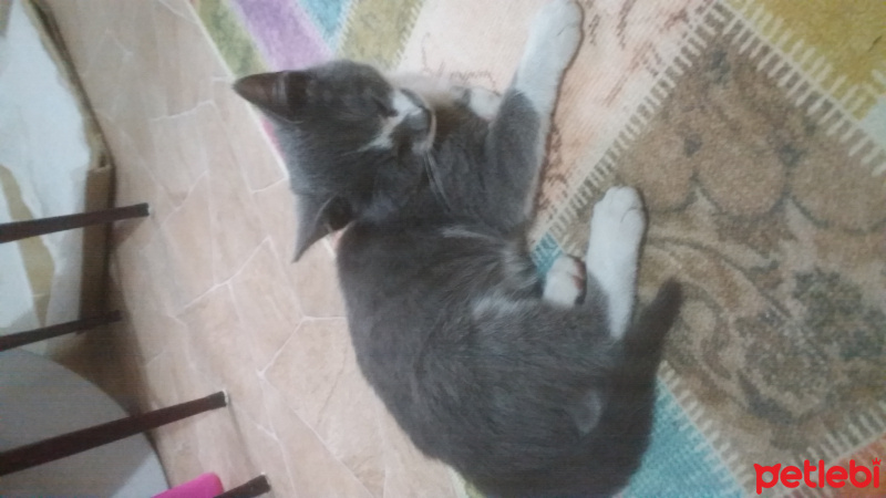 Tekir Kedi, Kedi  Duman fotoğrafı