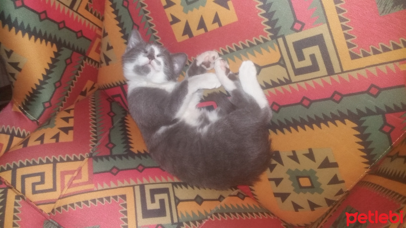 Tekir Kedi, Kedi  Duman fotoğrafı