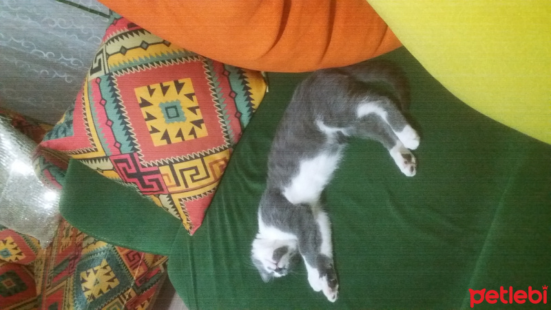 Tekir Kedi, Kedi  Duman fotoğrafı